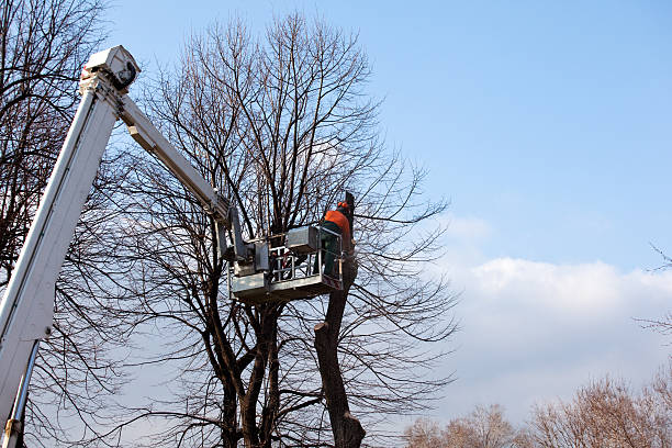 How Our Tree Care Process Works  in  Clanton, AL